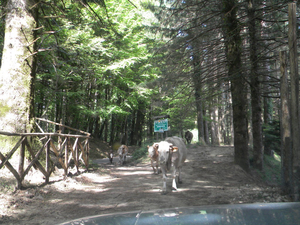 2015-05-06 15.44.49 .jpg